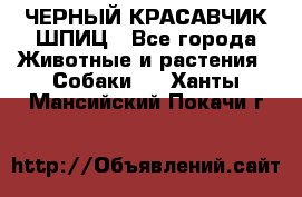 ЧЕРНЫЙ КРАСАВЧИК ШПИЦ - Все города Животные и растения » Собаки   . Ханты-Мансийский,Покачи г.